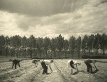 Load image into Gallery viewer, Agricultures