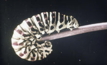 Load image into Gallery viewer, La chenille de la carotte (Anon., 1911)