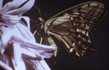 Load image into Gallery viewer, La chenille de la carotte (Anon., 1911)