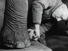 Load image into Gallery viewer, Zoology
