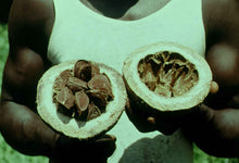 Load image into Gallery viewer, Belgian Congo